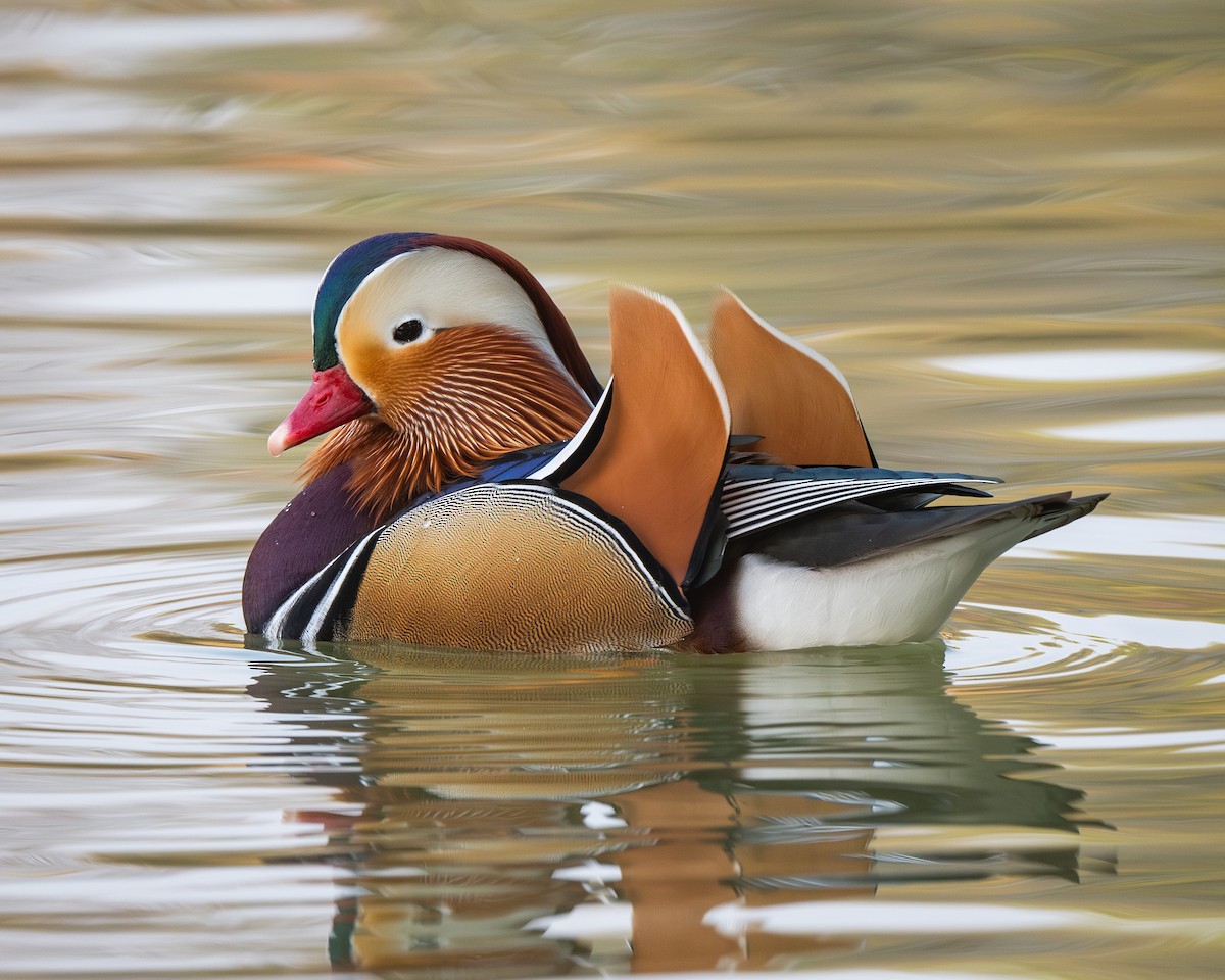 Mandarin Duck - ML626082264