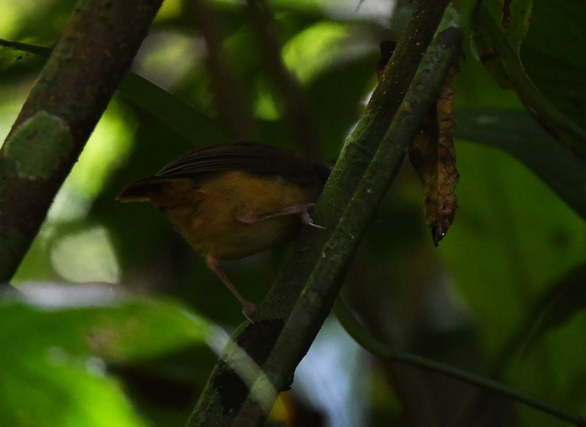 Short-tailed Babbler (Leaflitter) - ML626082266