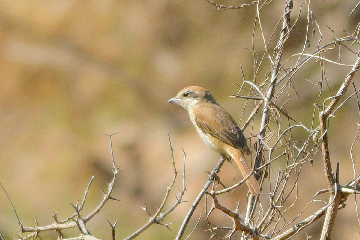 Brown Shrike - ML626082273