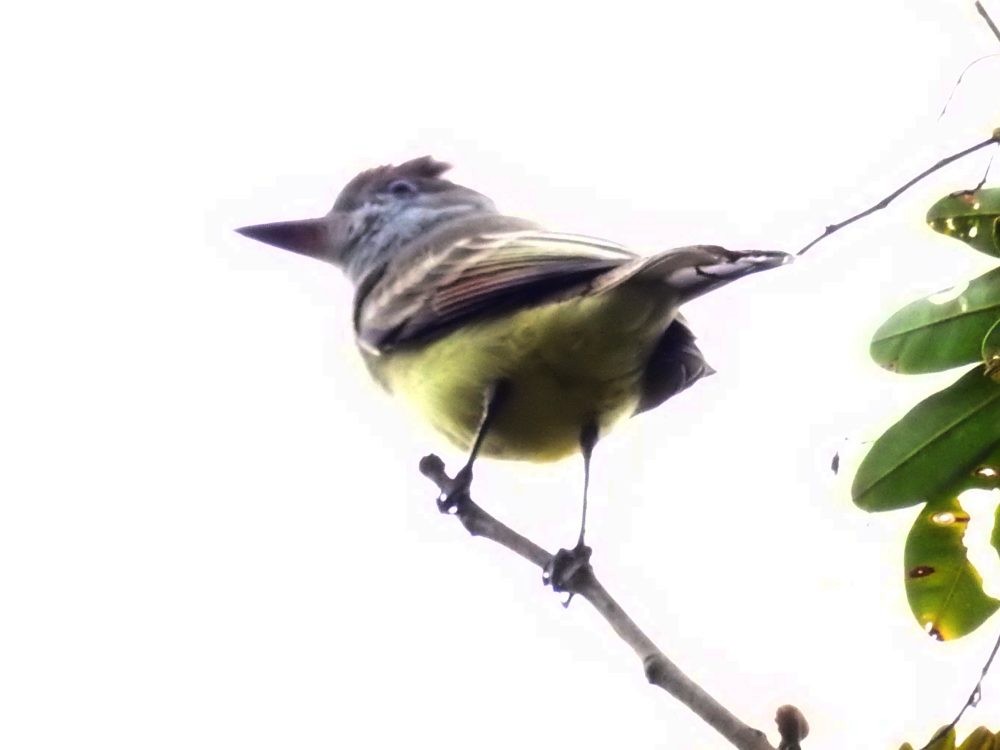 Dusky-capped Flycatcher - ML626082287