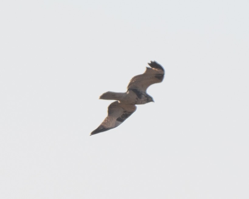 Eastern Buzzard - ML626082298