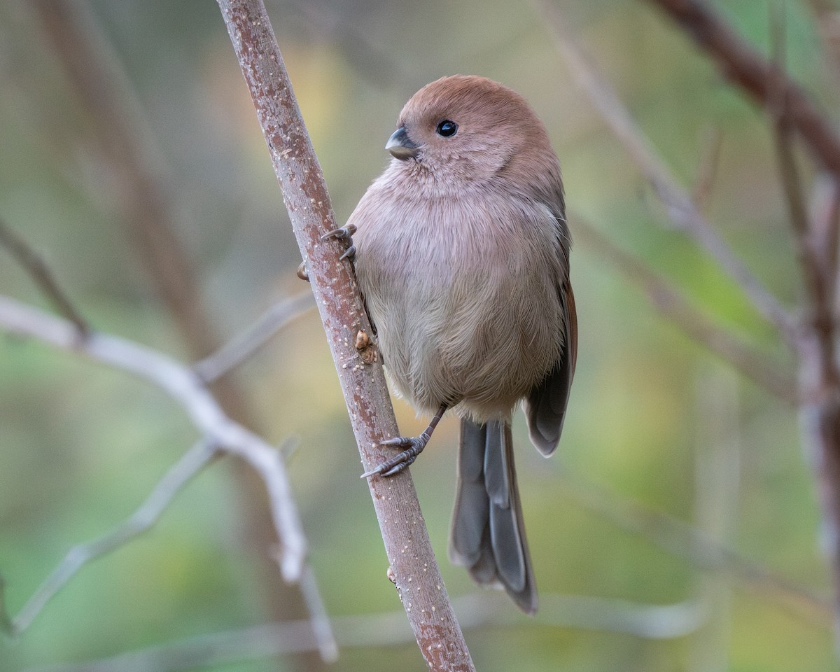 Vinous-throated Parrotbill - ML626082366