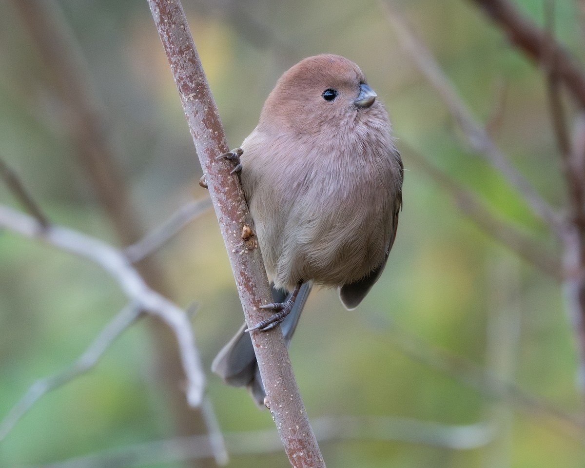 Vinous-throated Parrotbill - ML626082372