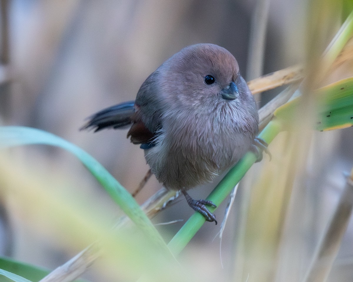 Vinous-throated Parrotbill - ML626082376