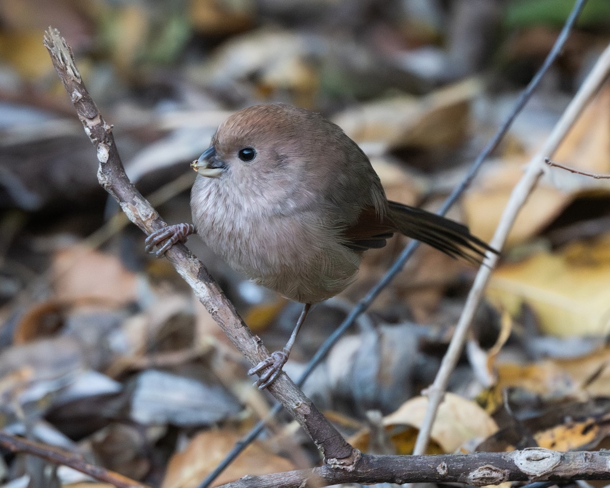 Vinous-throated Parrotbill - ML626082382