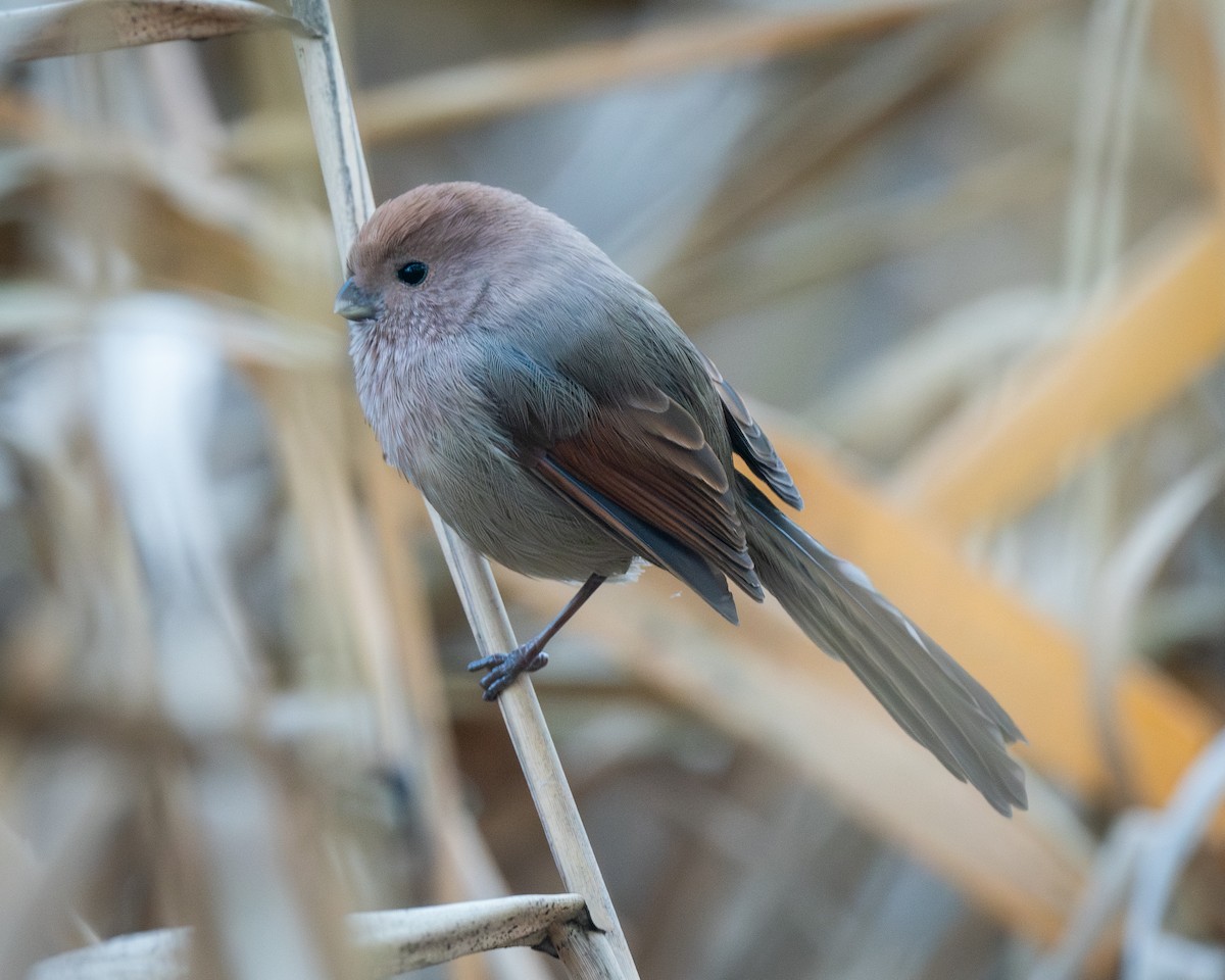 Vinous-throated Parrotbill - ML626082398