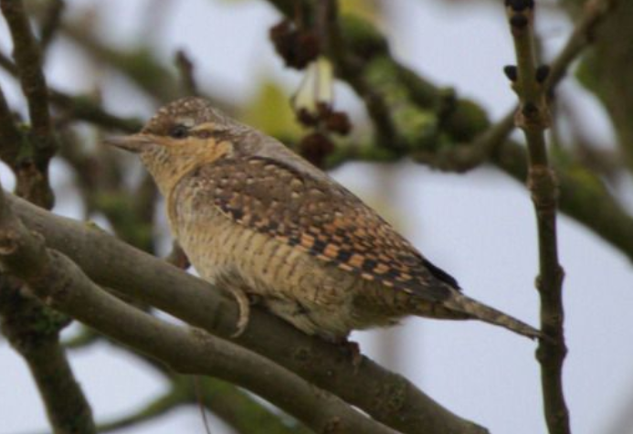 Eurasian Wryneck - ML626082445