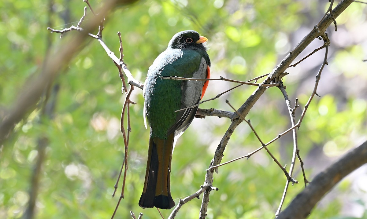 Elegant Trogon - ML626082447