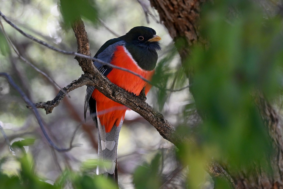 Elegant Trogon - ML626082448