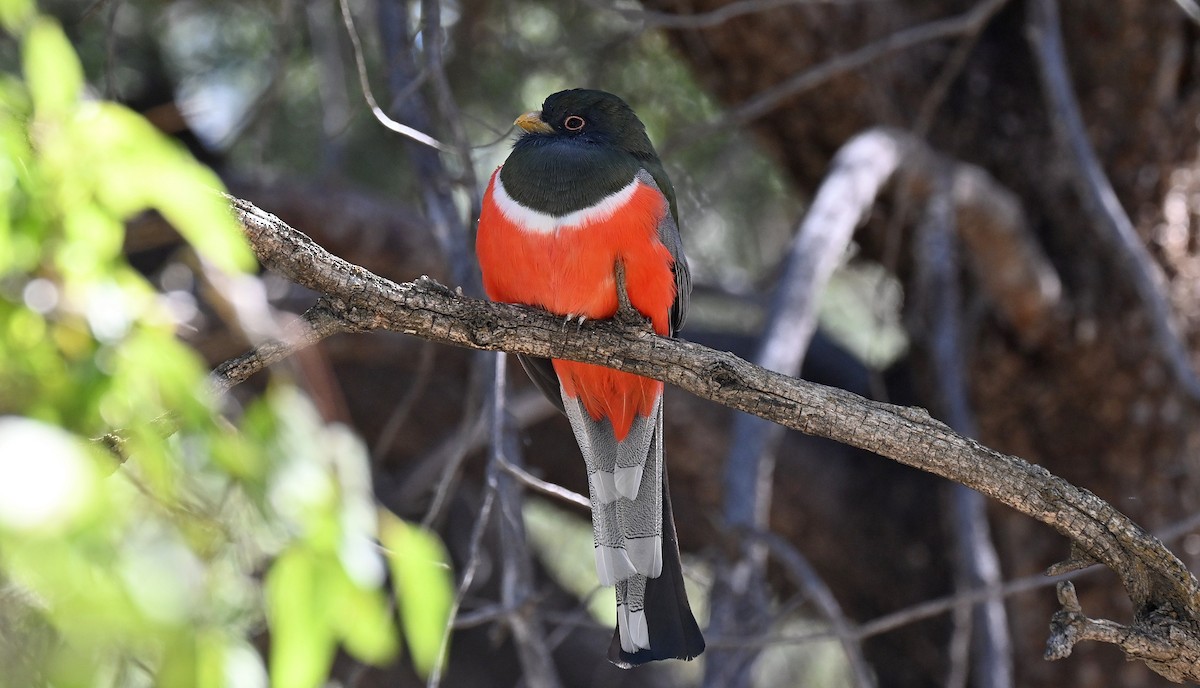 Elegant Trogon - ML626082449