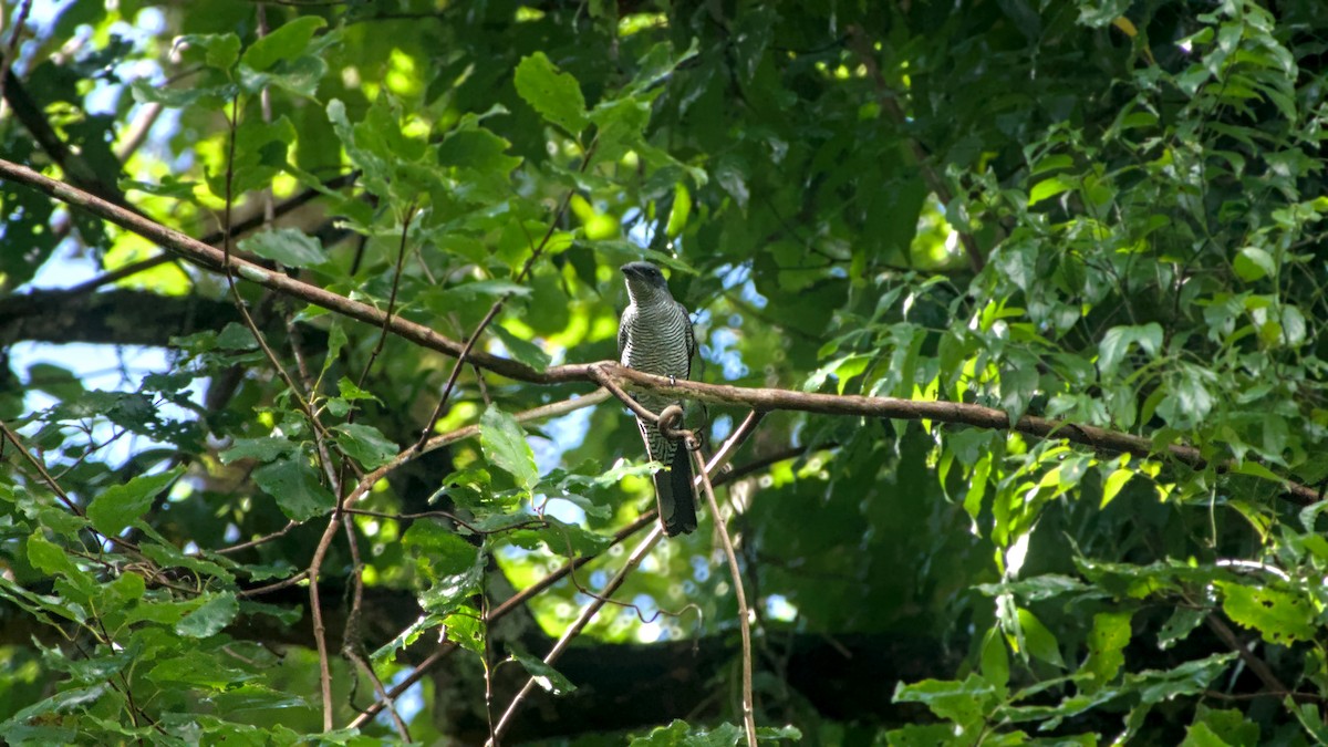 Andaman Cuckooshrike - ML626082451