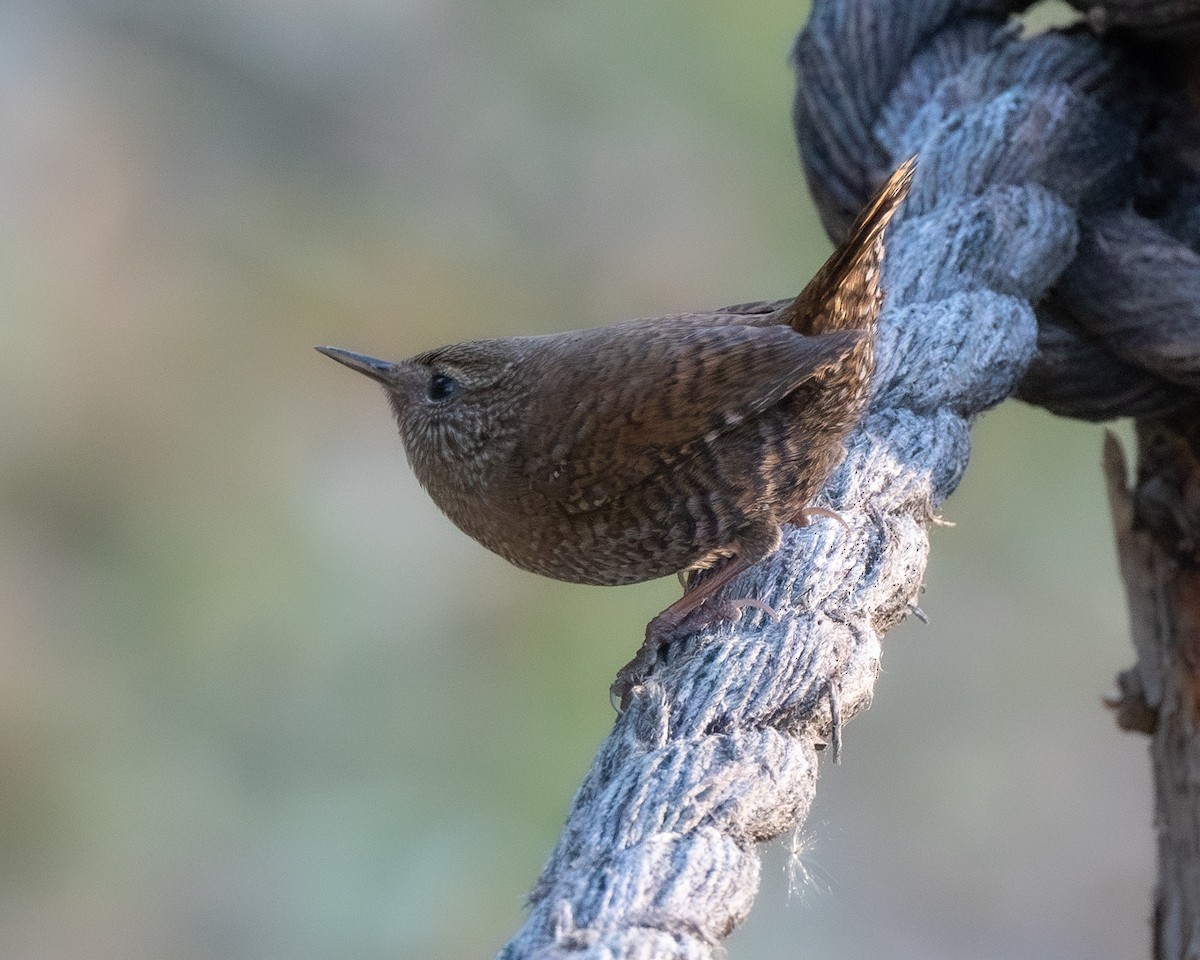 Eurasian Wren - ML626082456