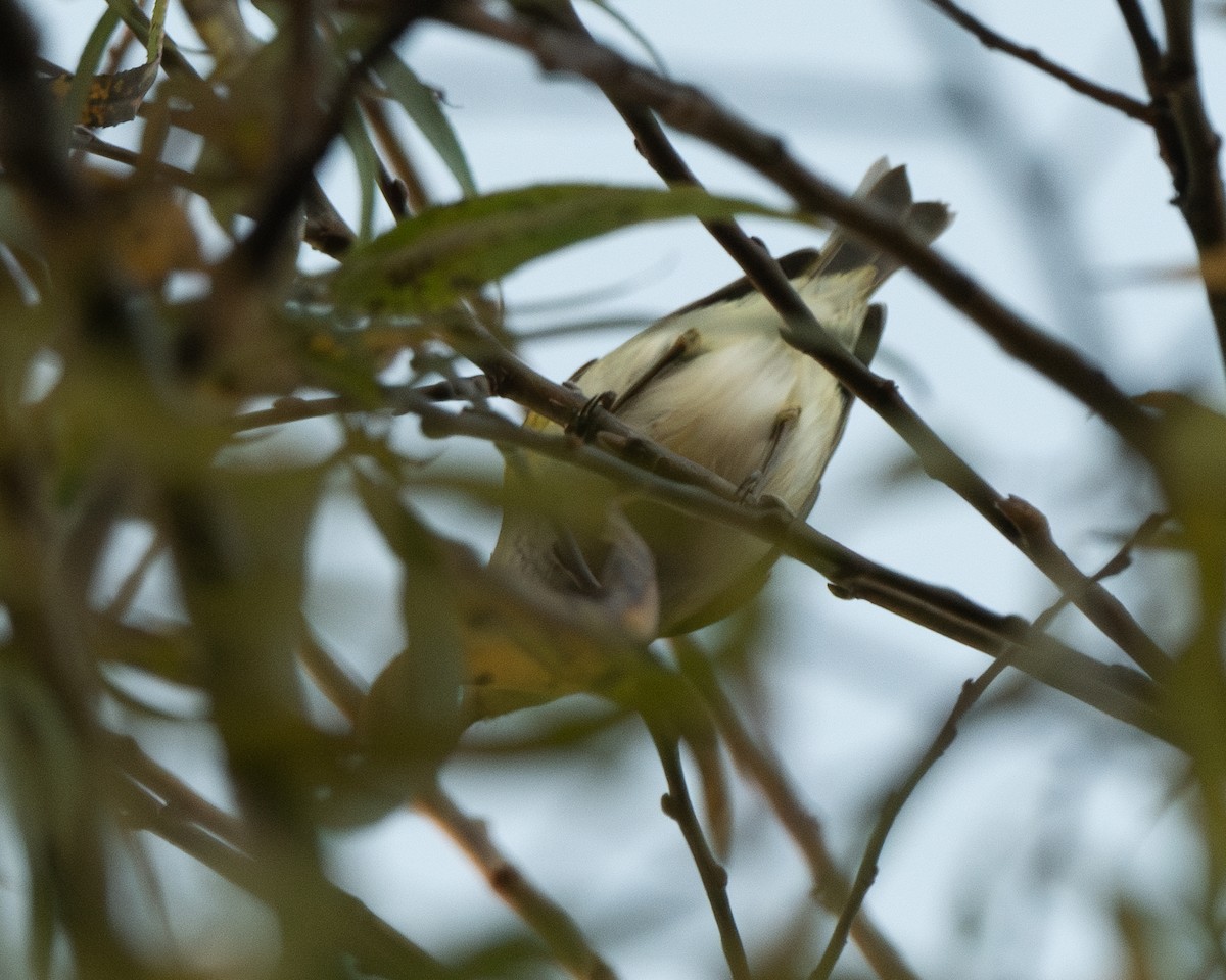 Pallas's Leaf Warbler - ML626082463