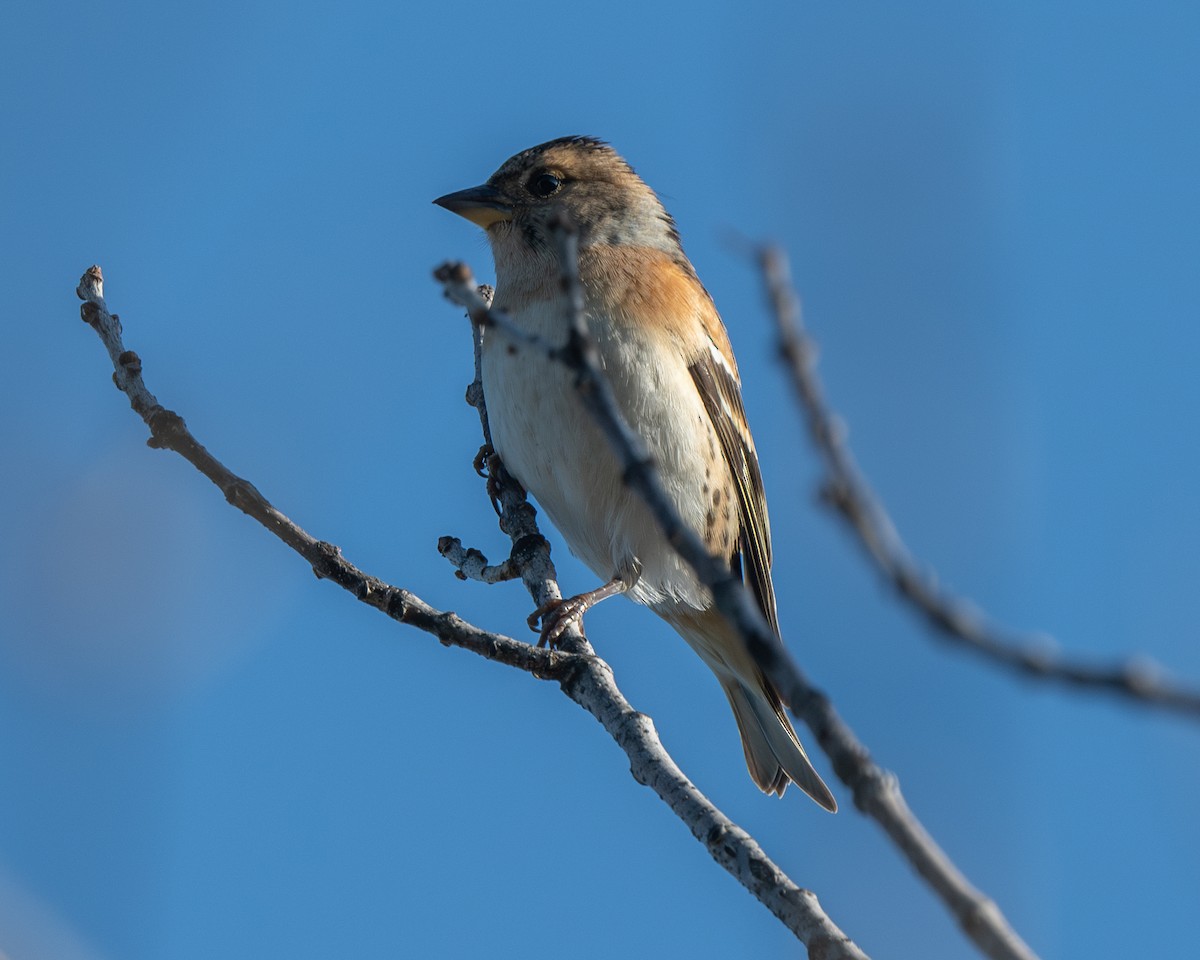 Brambling - ML626082480