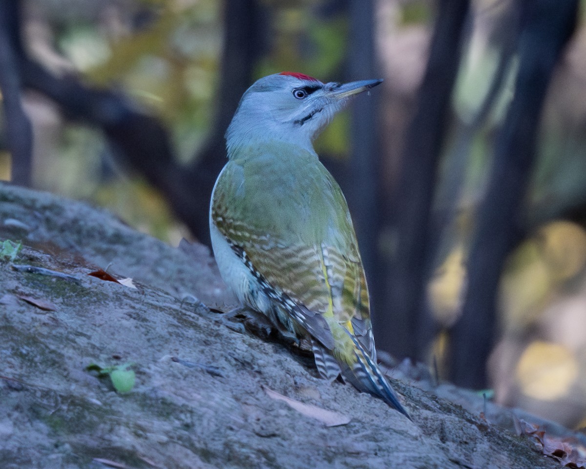 Gray-headed Woodpecker - ML626082485