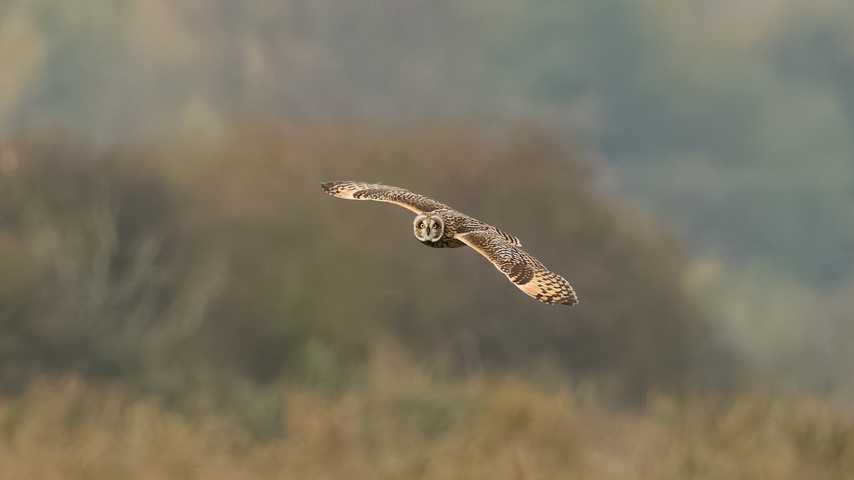 Short-eared Owl - ML626082486