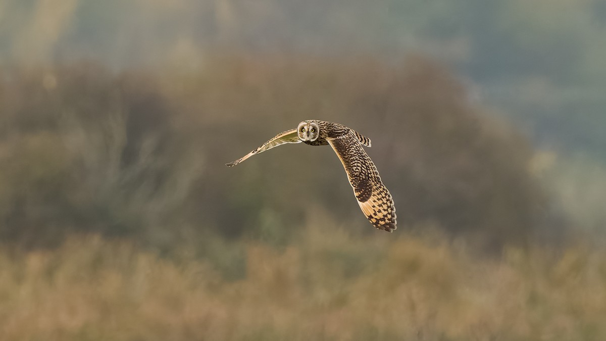 Short-eared Owl - ML626082493