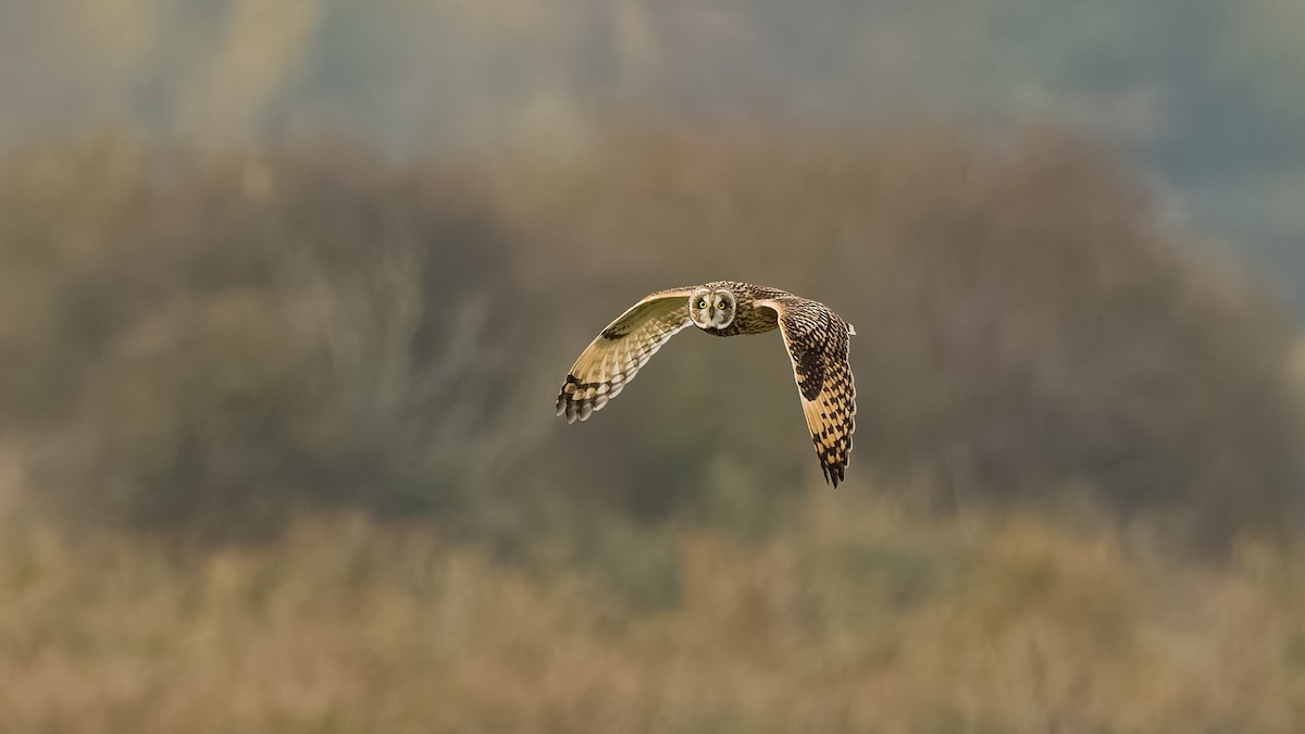 Short-eared Owl - ML626082500