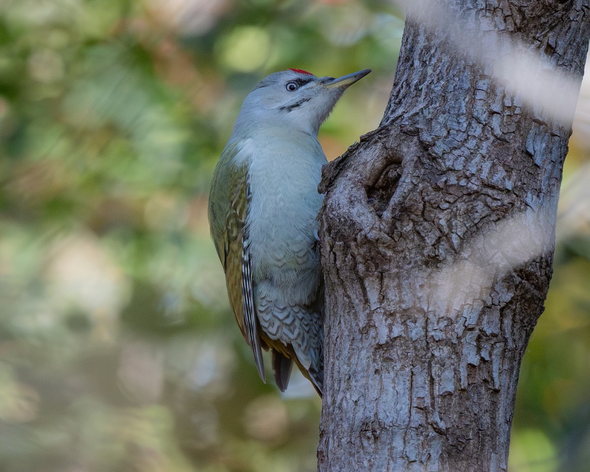 Gray-headed Woodpecker - ML626082501