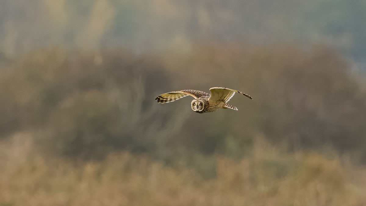 Short-eared Owl - ML626082504