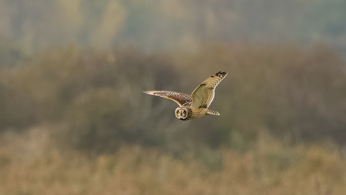 Short-eared Owl - ML626082507