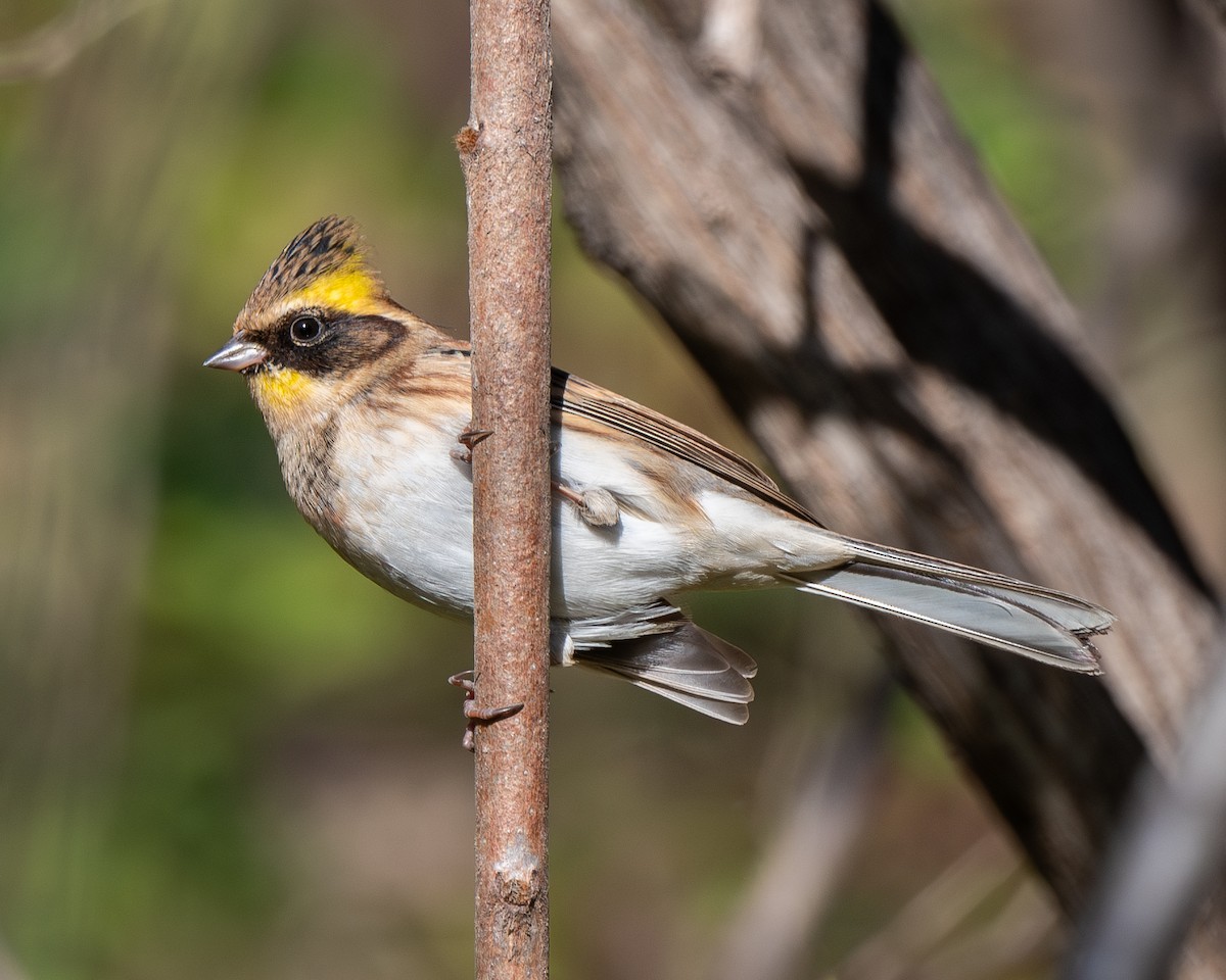 Yellow-throated Bunting - ML626082511