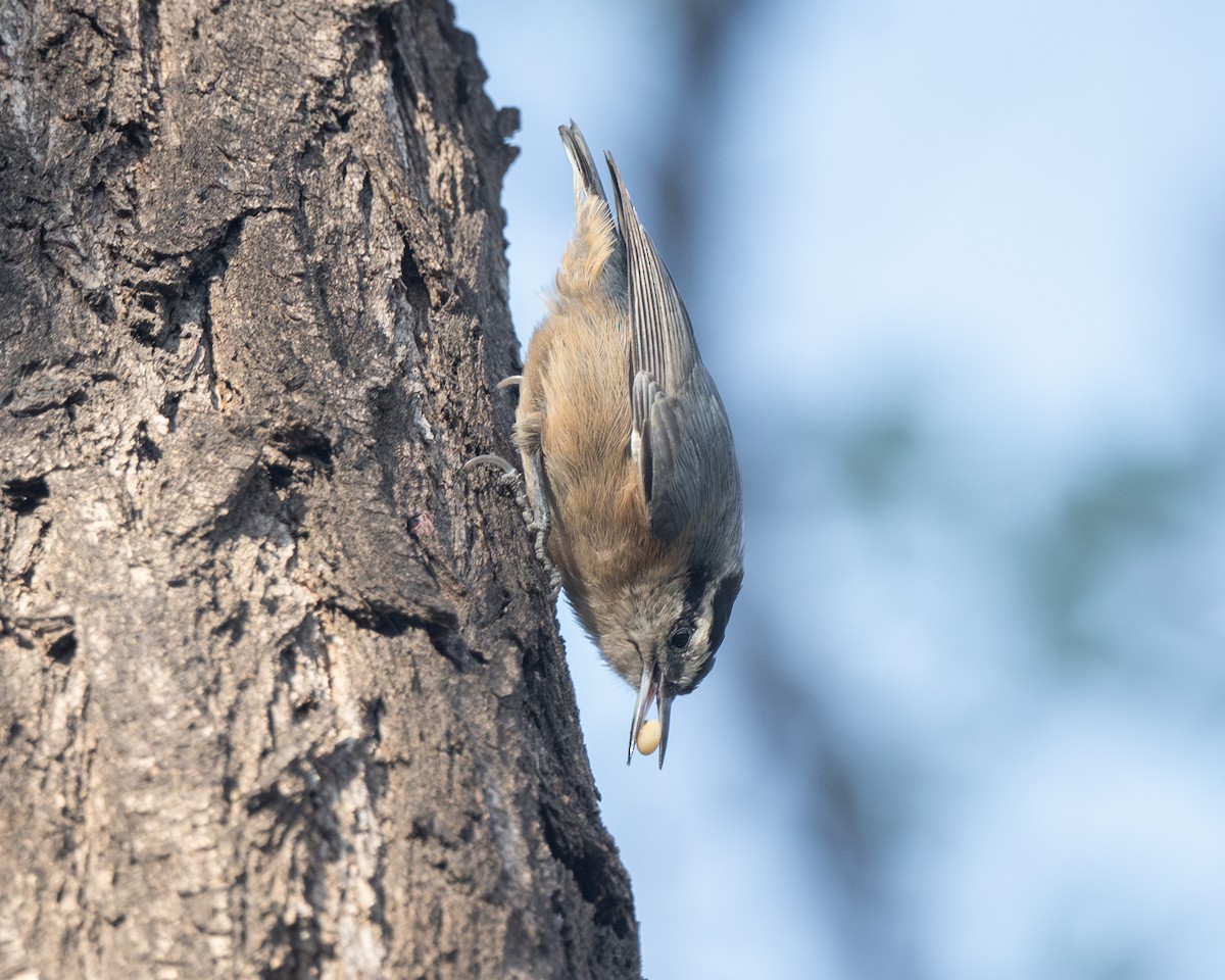 Snowy-browed Nuthatch - ML626082524