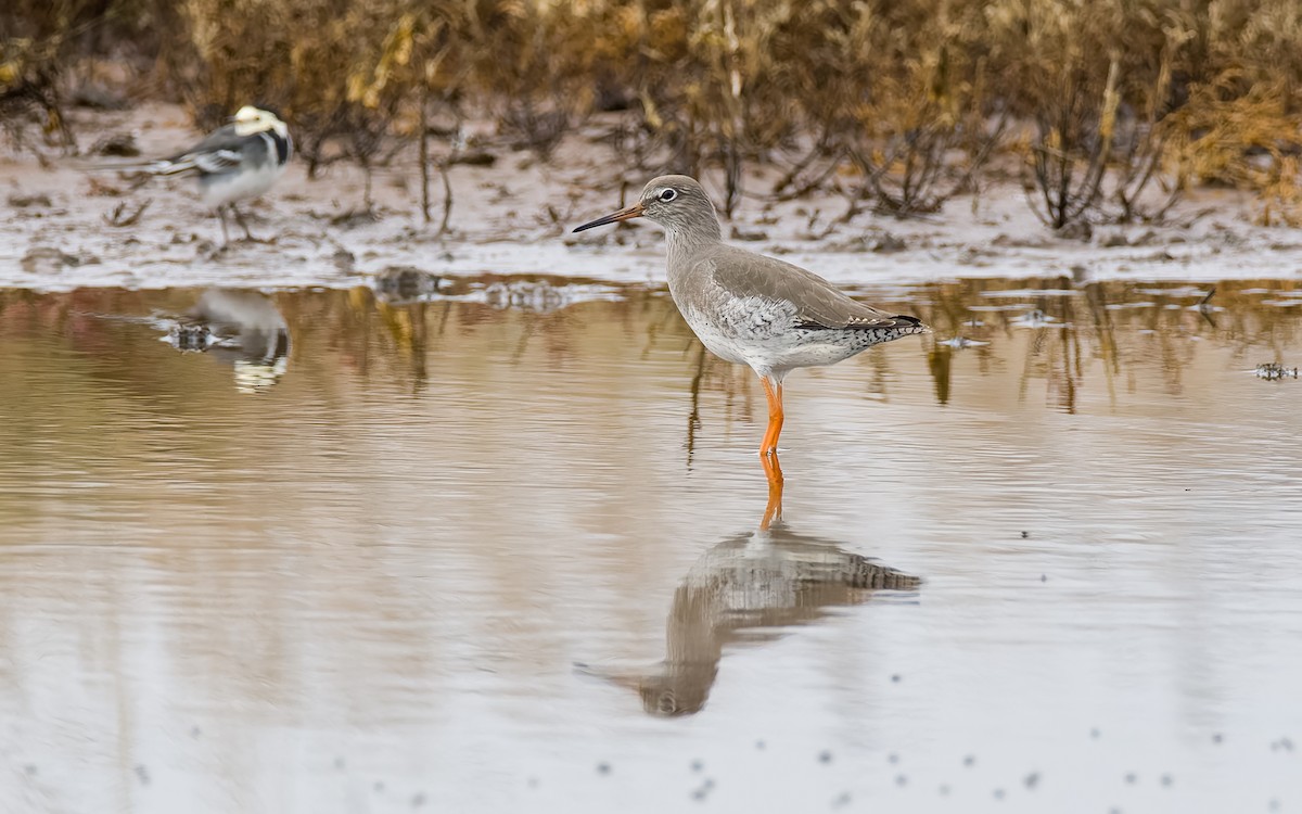 Common Redshank - ML626082526