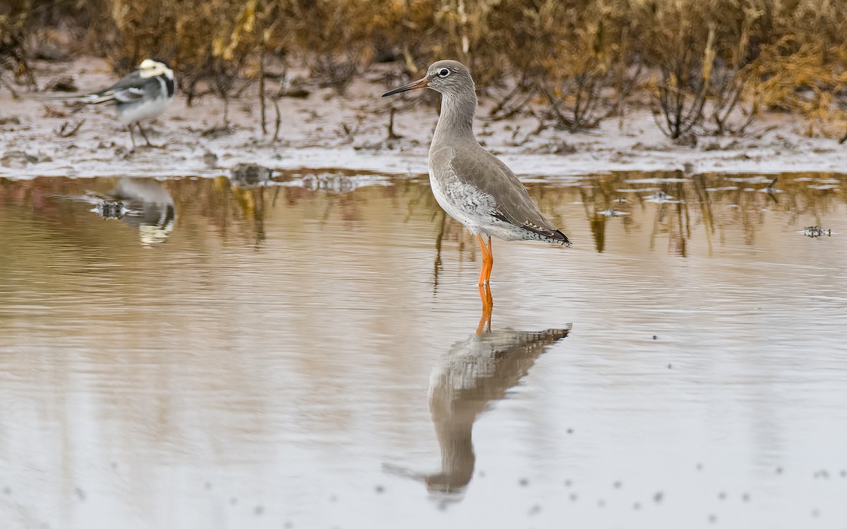 Common Redshank - ML626082527