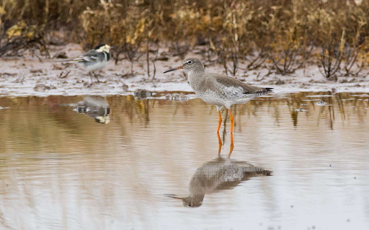 Common Redshank - ML626082528