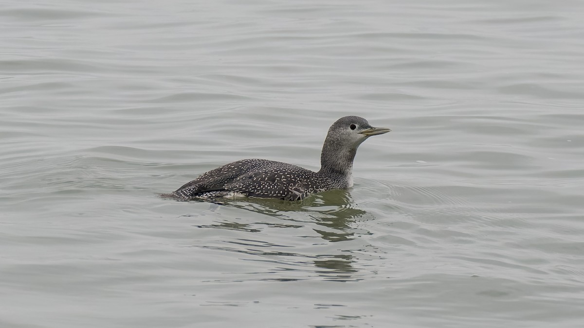 Red-throated Loon - ML626082545