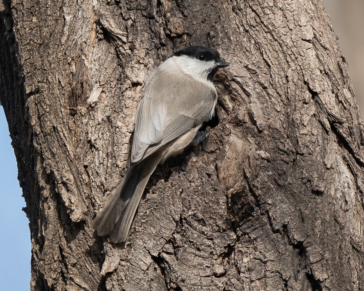 Marsh Tit - ML626082550