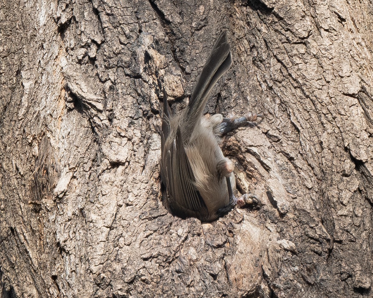 Marsh Tit - ML626082553