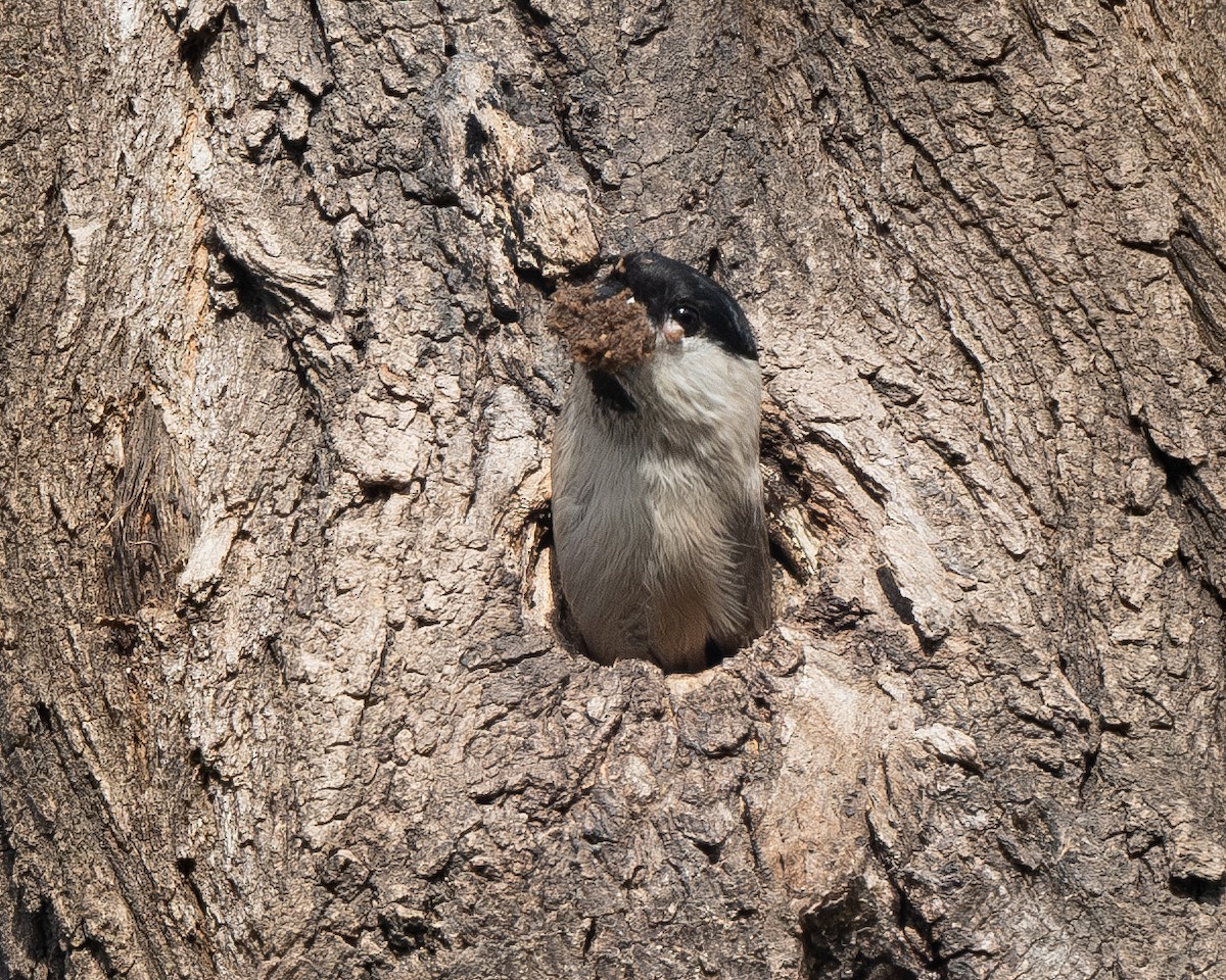 Marsh Tit - ML626082555