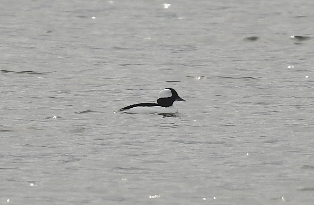 Bufflehead - ML626082559