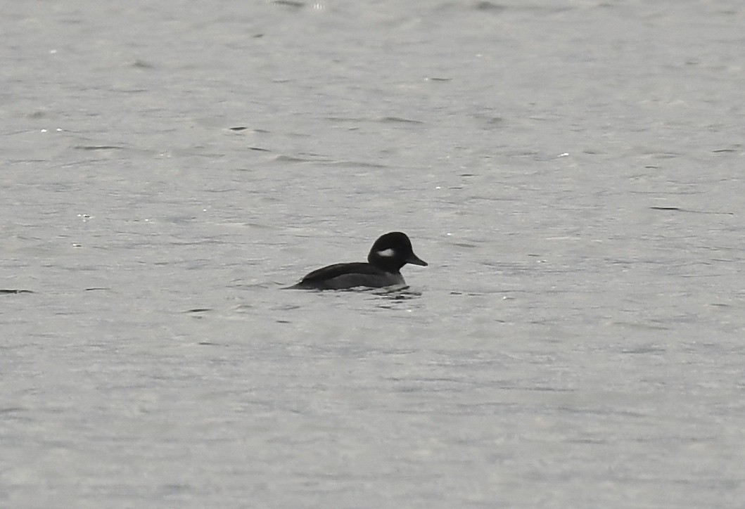 Bufflehead - ML626082561