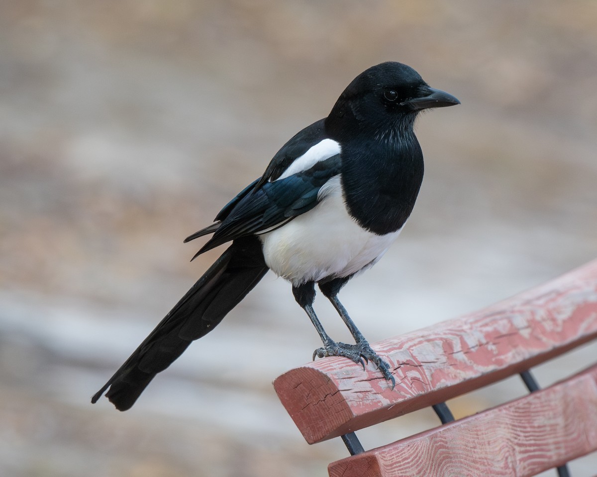 Oriental Magpie - ML626082567