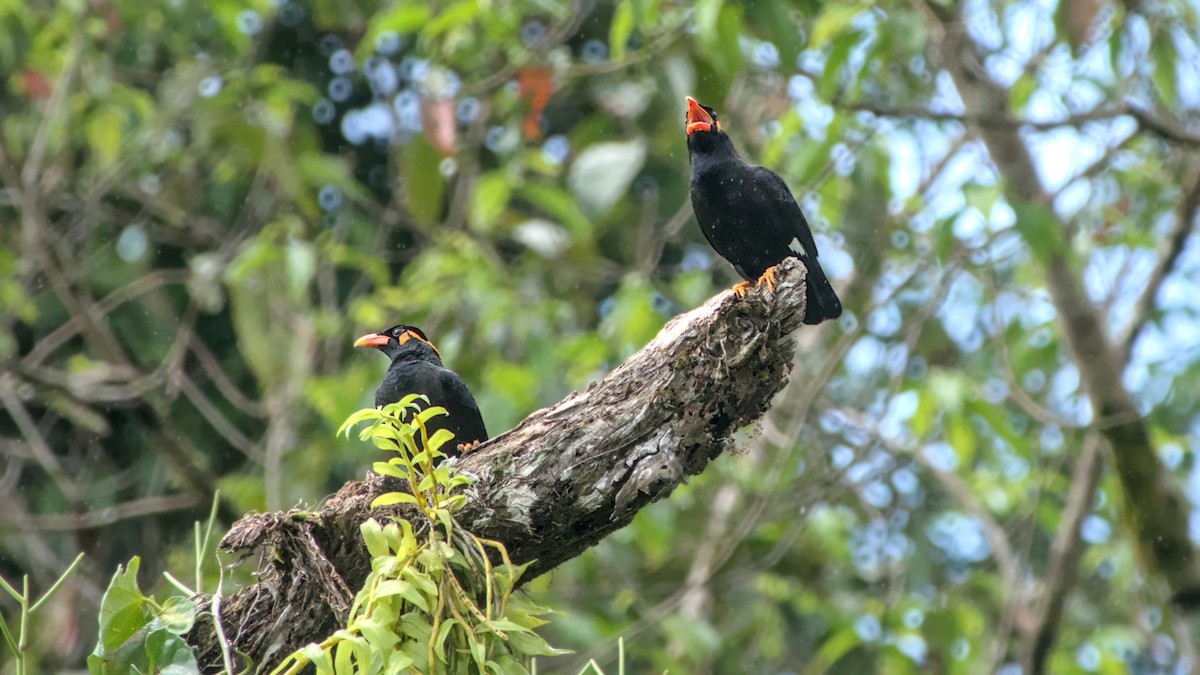 Common Hill Myna - ML626082603