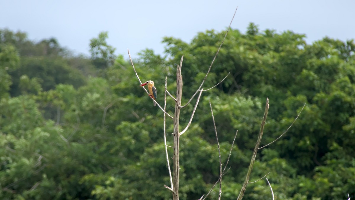 Stork-billed Kingfisher - ML626082871