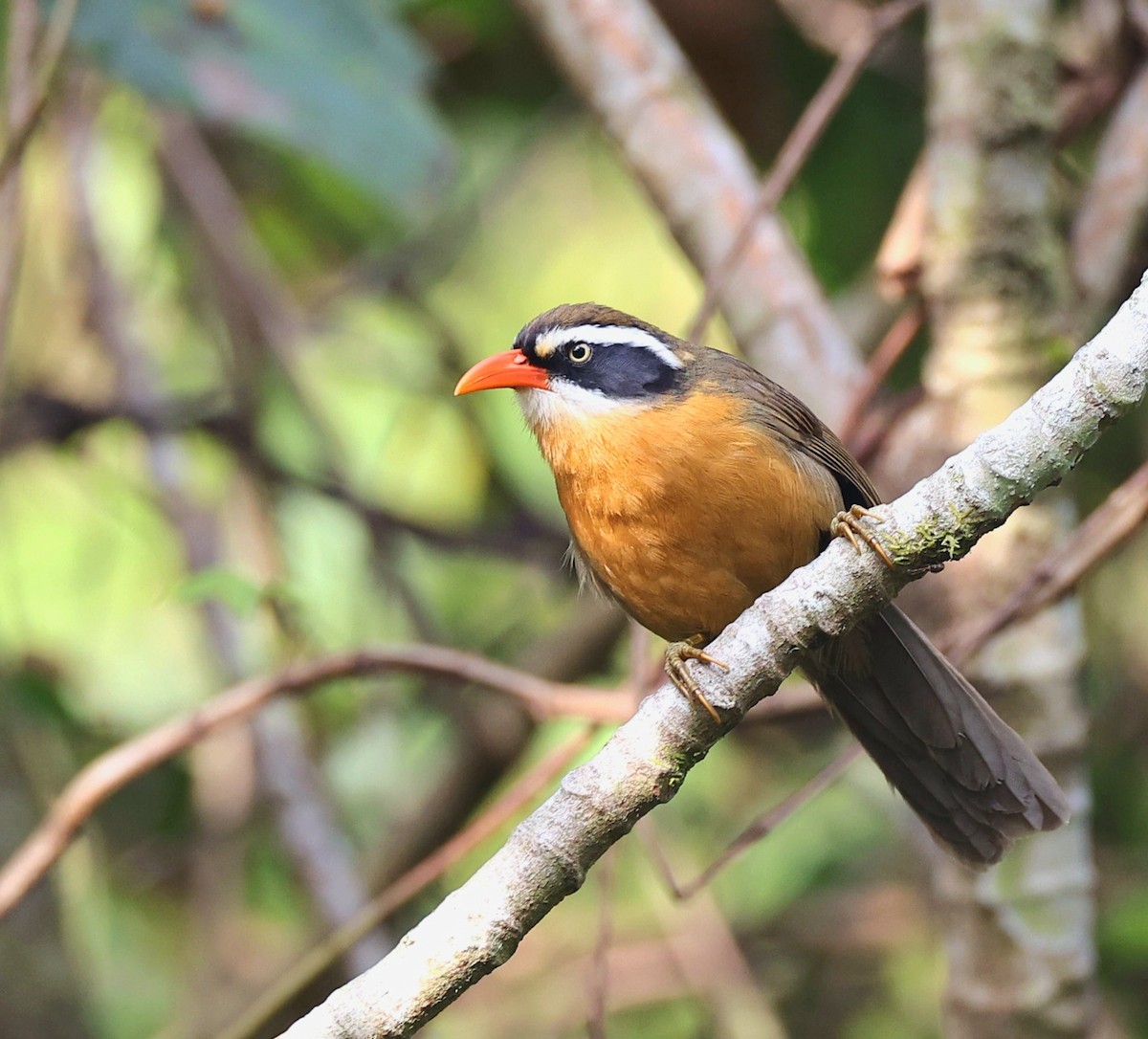 Brown-crowned Scimitar-Babbler - ML626082905