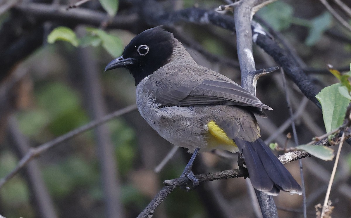 White-spectacled Bulbul - ML626082958