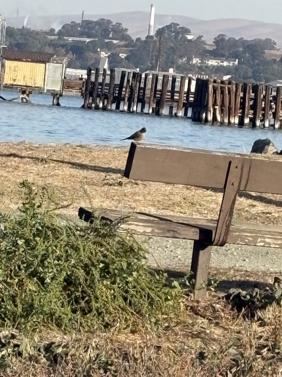 Say's Phoebe - ML626082987