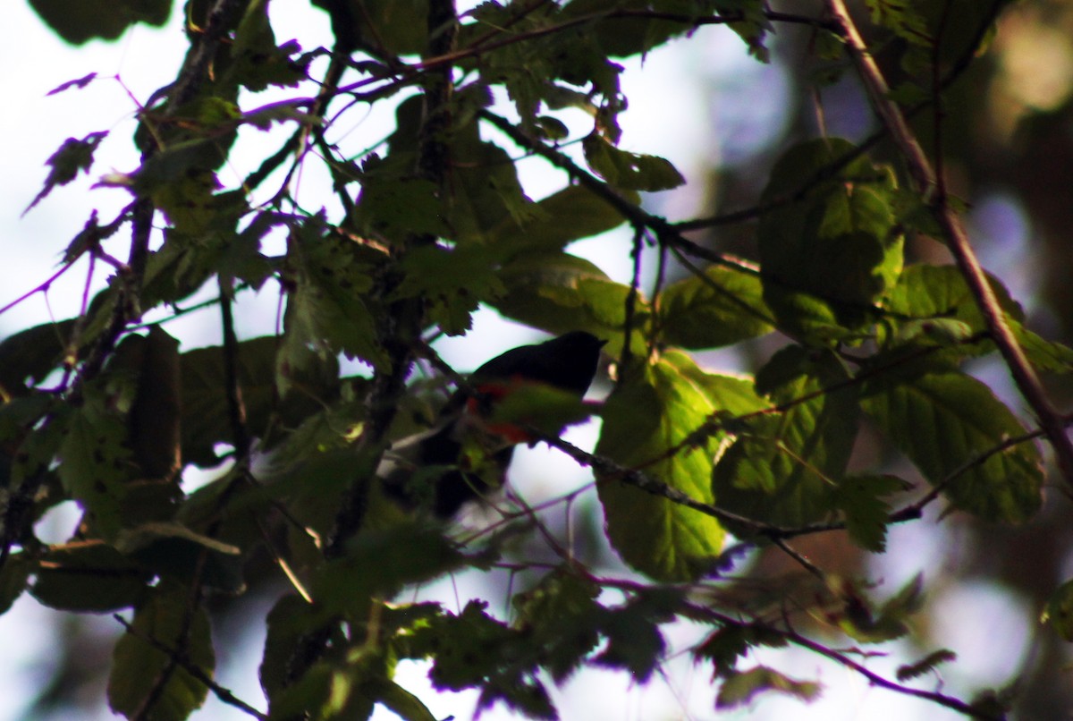 Slate-throated Redstart - ML626083028