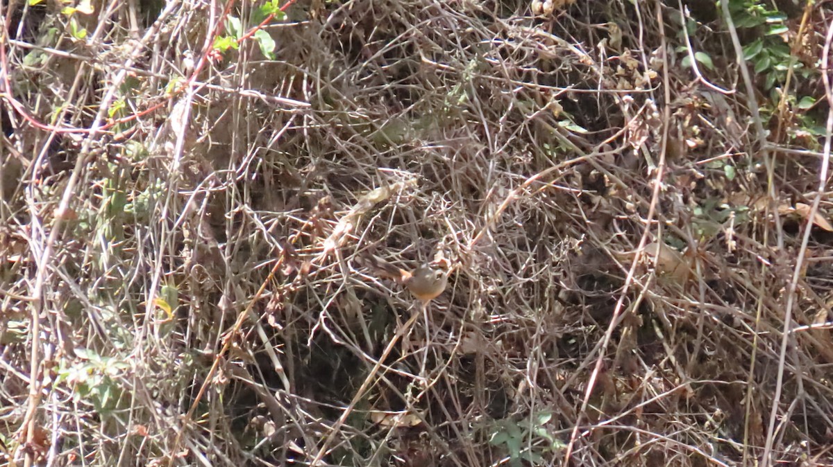 Russet-bellied Spinetail - ML626083070