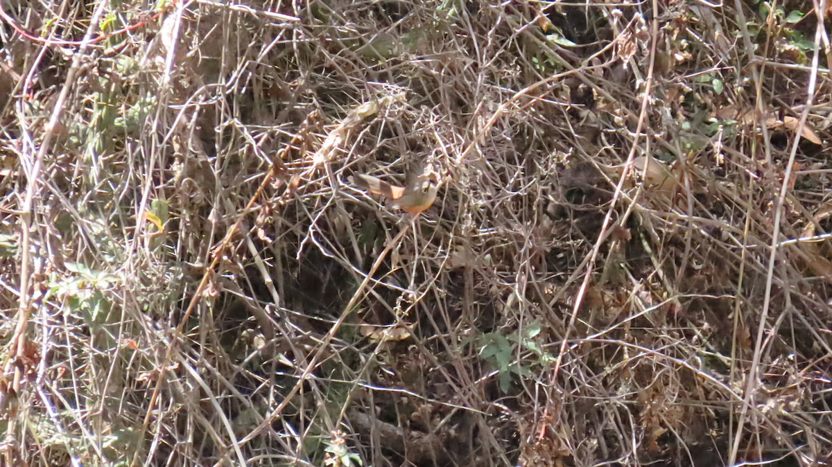 Russet-bellied Spinetail - ML626083071