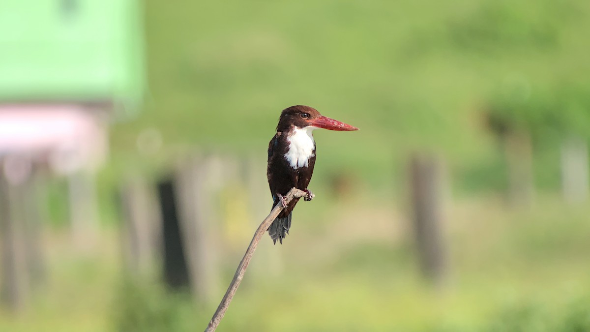 White-throated Kingfisher - ML626083189