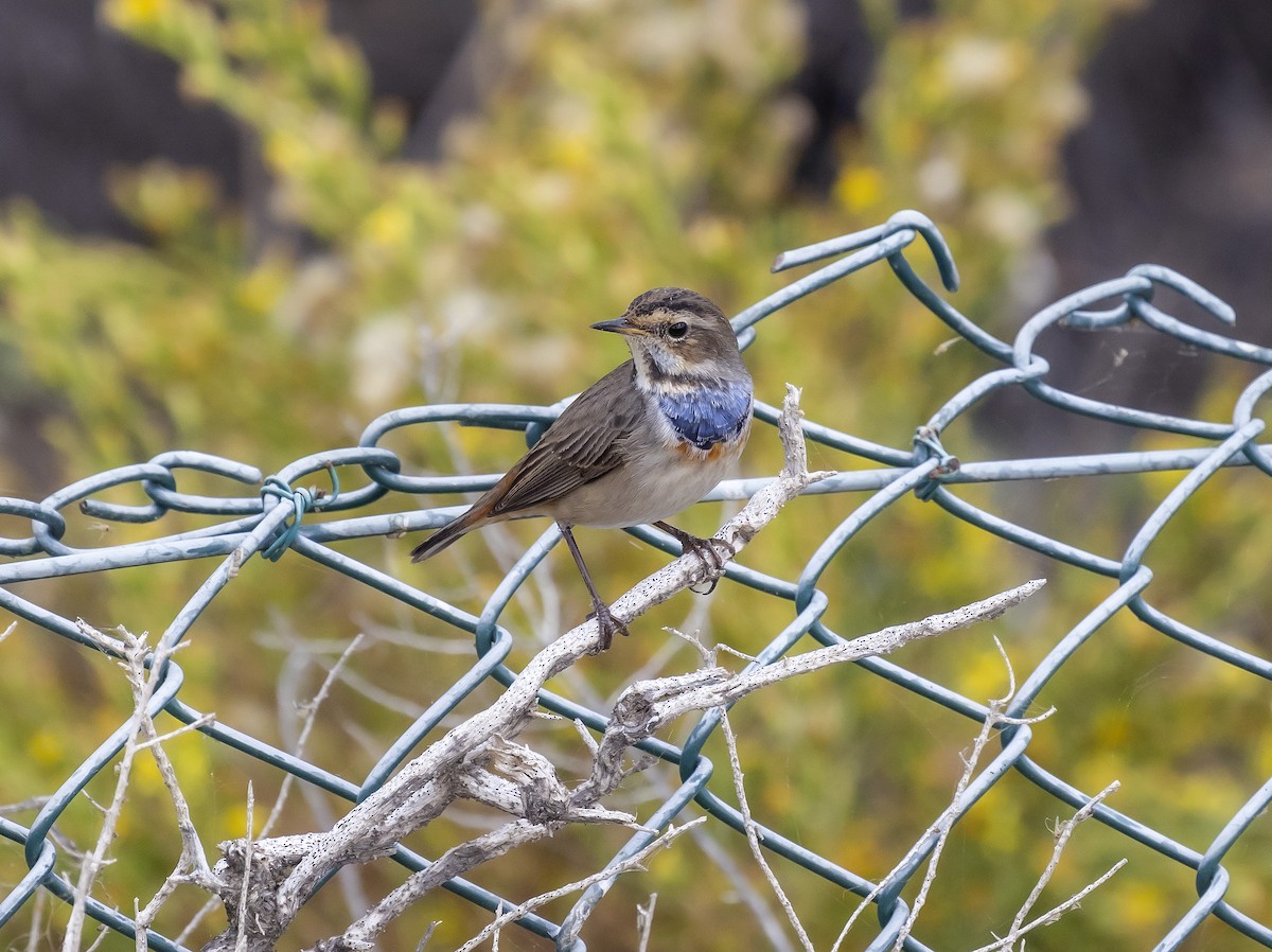 Blaukehlchen - ML626083198