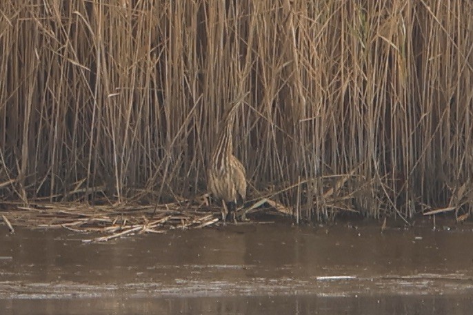 American Bittern - ML626083258