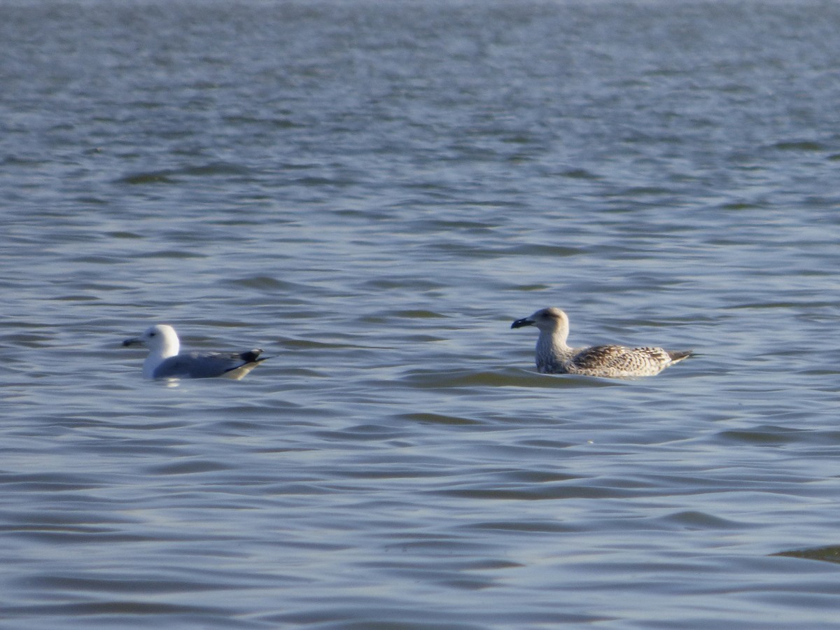 Great Black-backed Gull - ML626083259