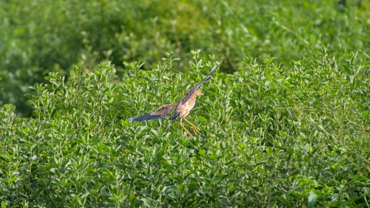 Yellow Bittern - ML626083264